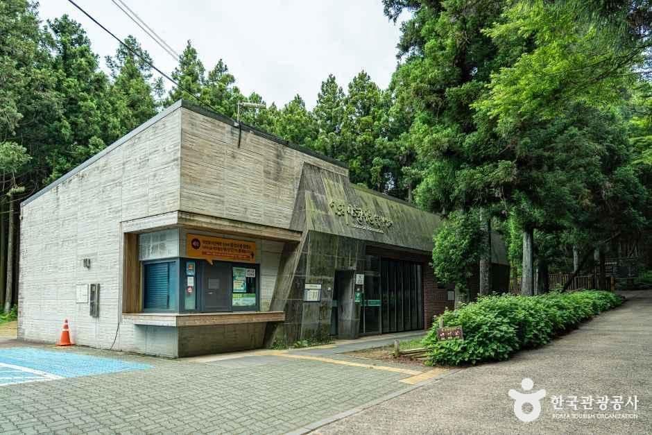 사려니 숲길 이미지 4