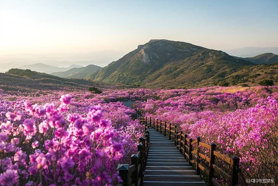 비슬산 이미지 2